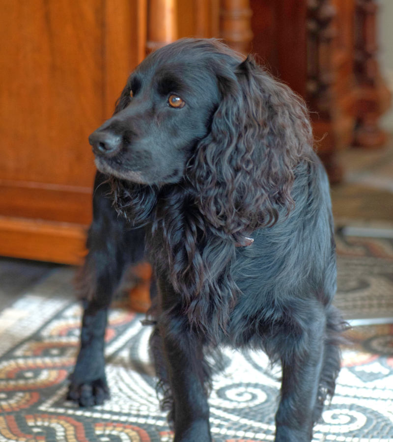 Dog friendly hotel in Cirencester